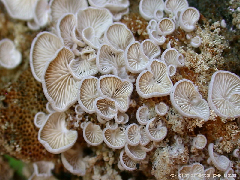 lignicoli (Crepidotus sp. + Schizophyllum commune)